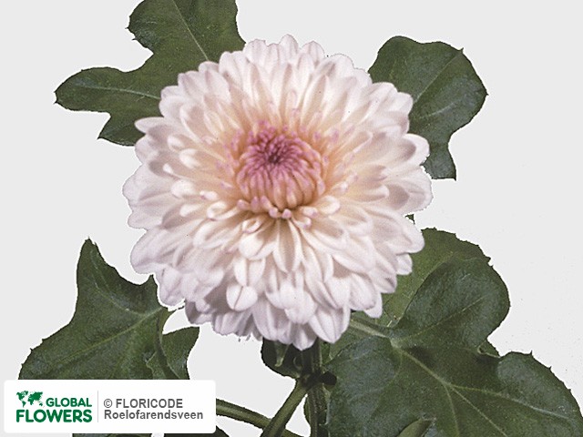 Photo Chrysanthemum (Indicum Grp) geplozen 'Captiva'.