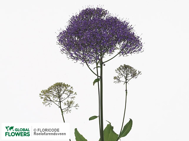 Фото вида Трахелиум голубой "Supreme Purple".