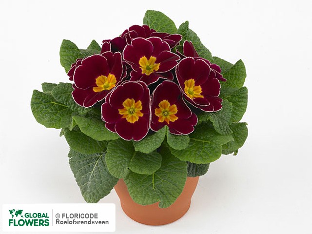 Фото вида Примула акаулис "Esna Wine Red".