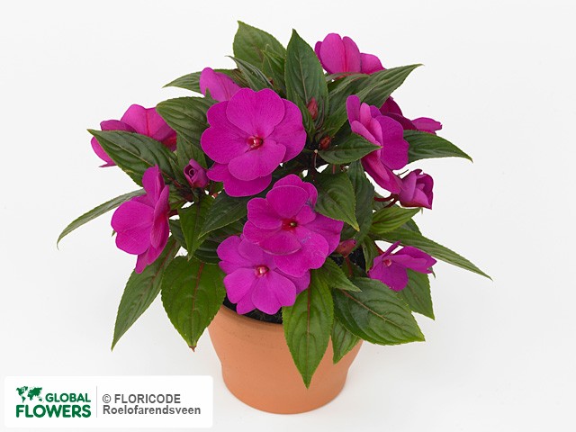 Фото вида Недотрога Новая Гвинея "Latina Violet".