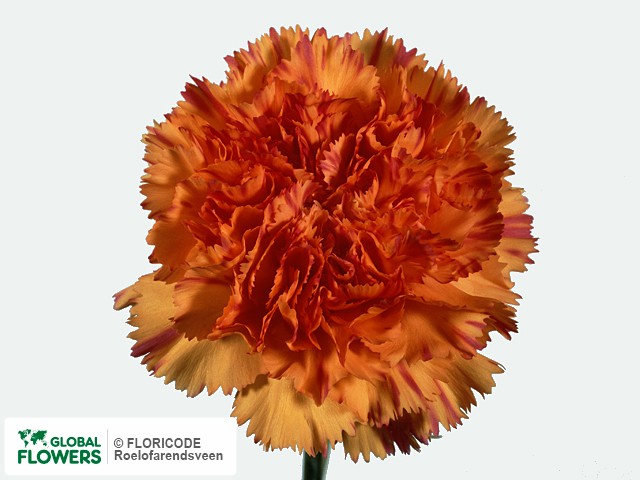 Photo Dianthus standaard 'Solar'.