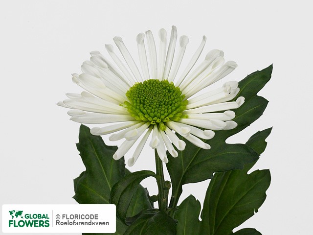 Photo Chrysanthemum (Indicum Grp) geplozen Nadya.