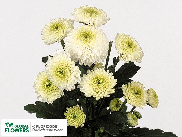 Photo Chrysanthemum (Indicum Grp) tros santini 'Ferry'.