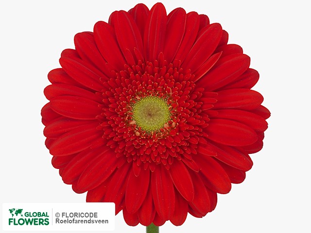 Photo Gerbera grootbloemig 'Estoria'.