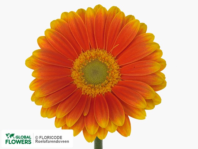 Photo Gerbera mini 'Blink'.