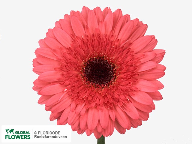 Photo Gerbera grootbloemig 'Essence'.