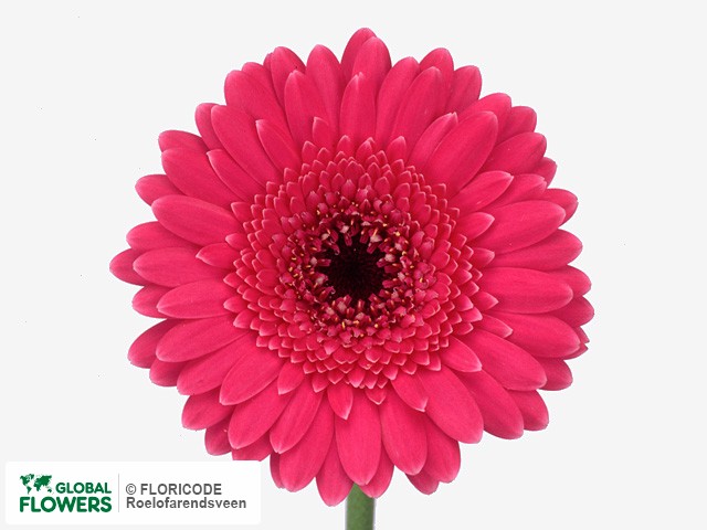 Photo Gerbera mini 'Aisha'.