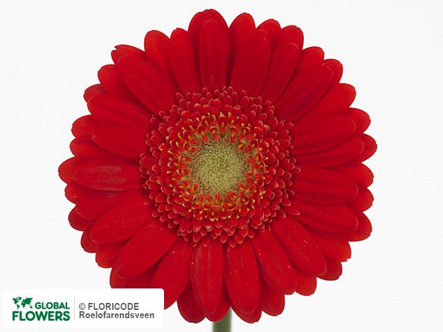 Photo Gerbera mini 'Red Jewel'.