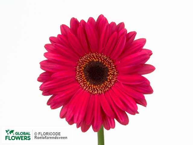 Photo Gerbera grootbloemig 'Yucatan'.