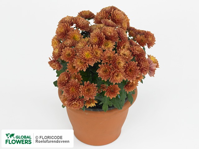 Фото вида Хризантема "Paradiso Orange".