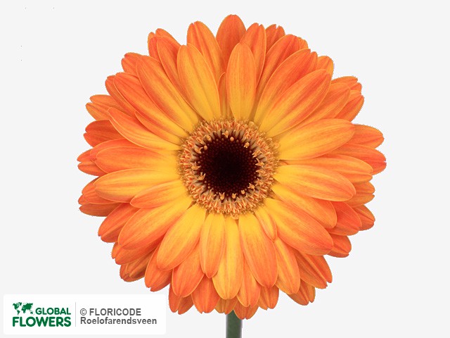 Photo Gerbera grootbloemig 'Amante'.