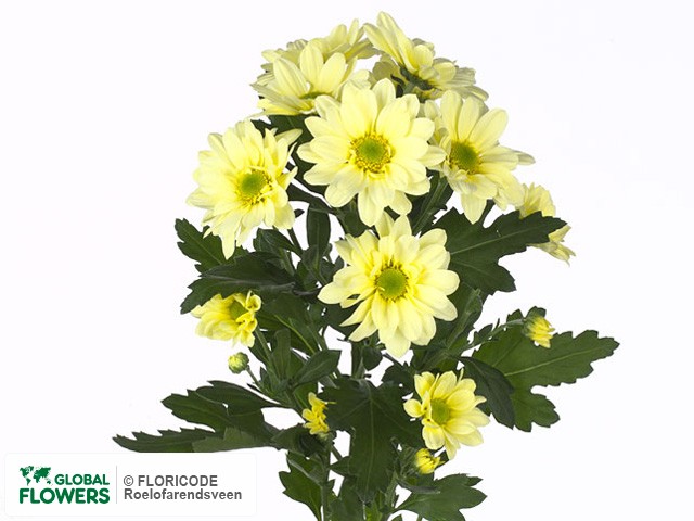 Photo Chrysanthemum (Indicum Grp) tros Reagan Cream.