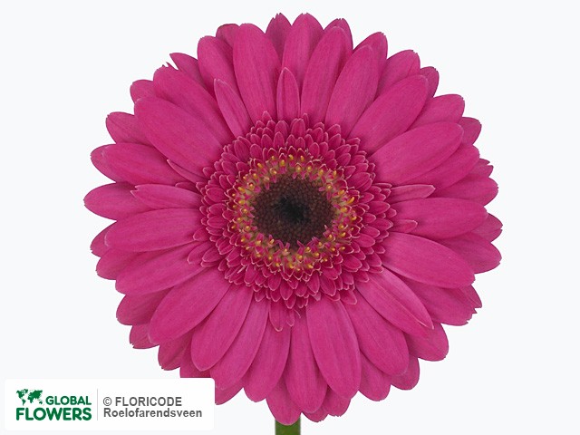 Photo Gerbera mini 'Rumours'.