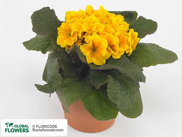 Фото вида Примула акаулис "Valentino Yellow".
