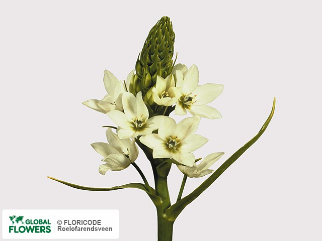 Фото вида Орнитогалум тирсовидный "Z".