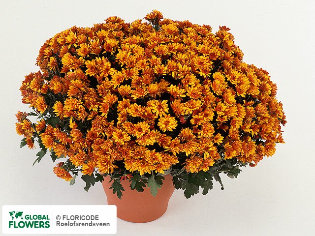 Photo Chrysanthemum (Indicum Grp) 'Graniti'.