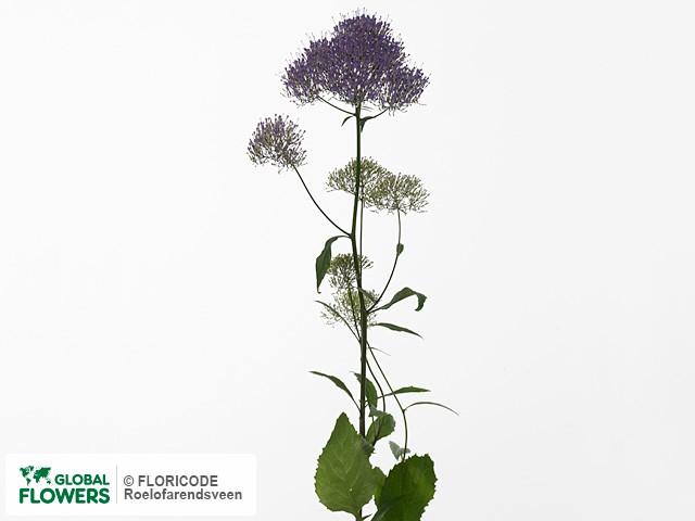 Фото вида Трахелиум голубой "Supreme Lilac".