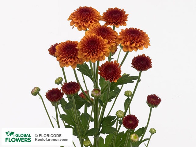 Photo Chrysanthemum (Indicum Grp) tros santini AAA Edvaldo.