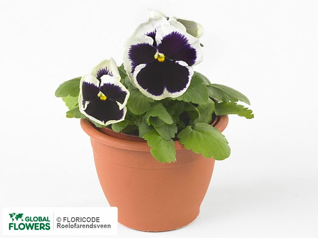 фото Viola 'Matrix White with Blotch'