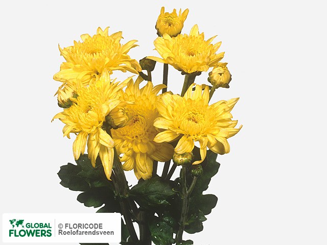 Photo Chrysanthemum (Indicum Grp) tros 'Gompie Geel'.