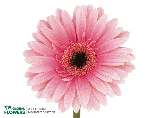 Photo Gerbera mini Spring.