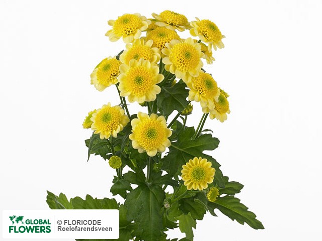 Photo Chrysanthemum (Indicum Grp) tros santini 'Sun Up Yellow'.