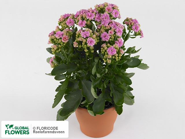 Photo Kalanchoe African Rose.