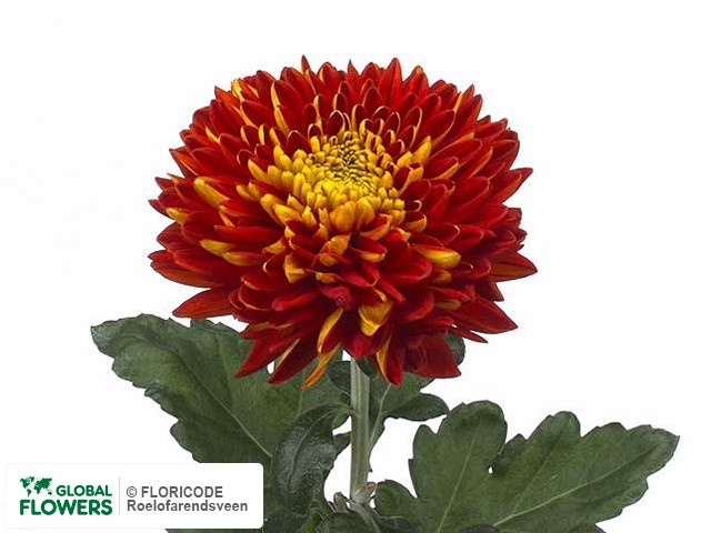 Photo Chrysanthemum (Indicum Grp) geplozen 'Bagley Tang Red'.