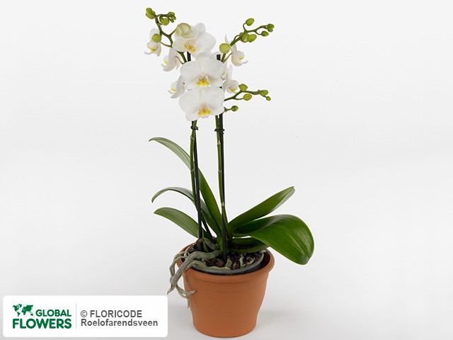 Фаленопсис "Multifloratypes Floriclone Snowflake"