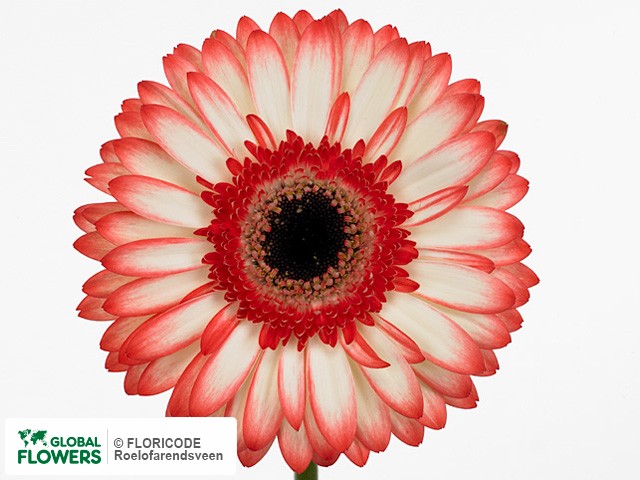 Photo Gerbera grootbloemig 'Sorbet'.