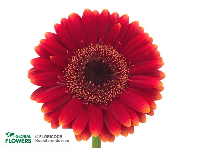 Photo Gerbera mini 'Houdini'.