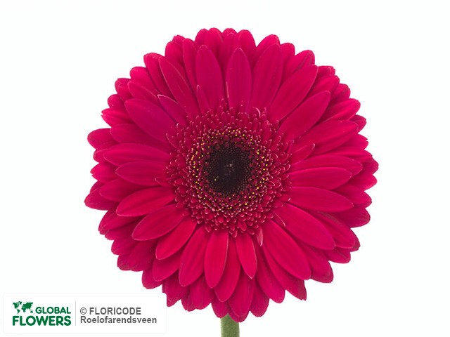 Photo Gerbera grootbloemig Dazzling.