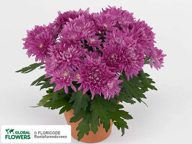 Photo Chrysanthemum (Indicum Grp) Mayfield.