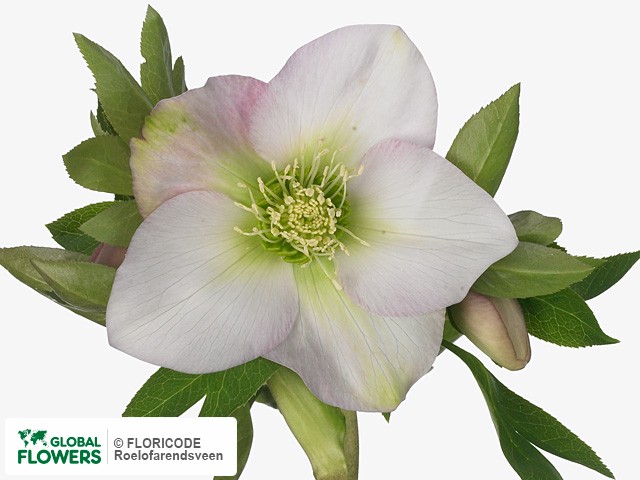 Photo Helleborus orientalis 'Queens Light Pink' Helleborus orientalis 'Queens Light Pink'
