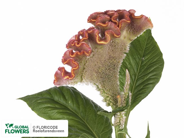 Photo Celosia argentea (Cristata Grp) 'Bombay Fisal'.