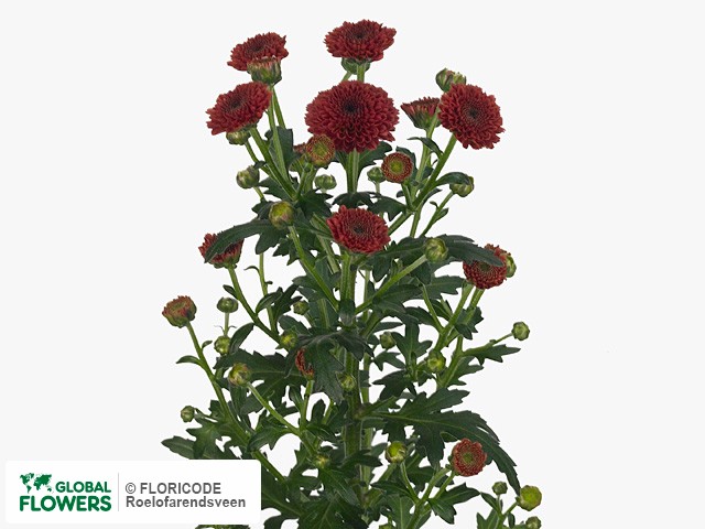 Photo Chrysanthemum (Indicum Grp) tros santini Calimero Red.