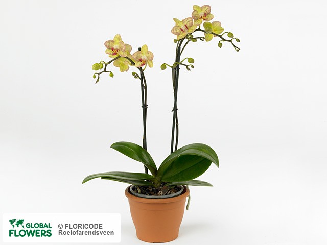 Фаленопсис "Multifloratypes Floriclone Karin"