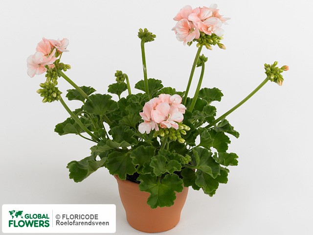Photo Pelargonium (Zonale Grp) Marit.