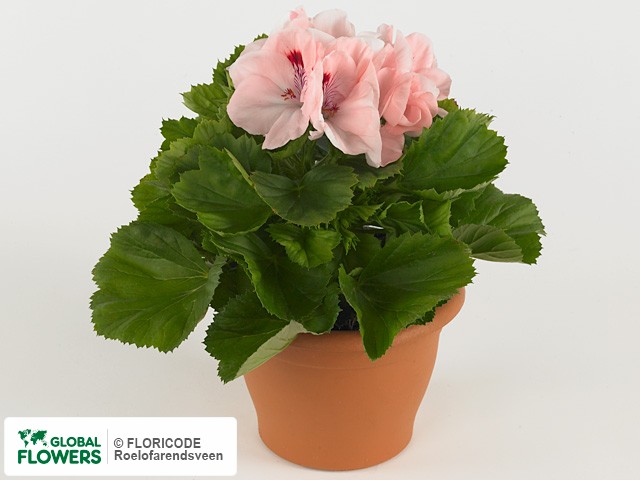 Фото вида Пеларгония крупноцветковая "Elegance Pink Chiffon".