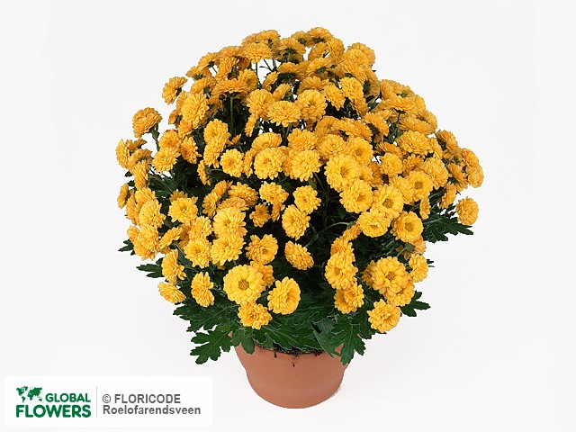 Photo Chrysanthemum (Indicum Grp) 'Rambo'.