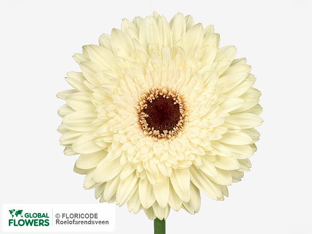 Photo Gerbera grootbloemig Metropole.