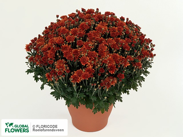 Photo Chrysanthemum (Indicum Grp) Multiflora Padre Orange.