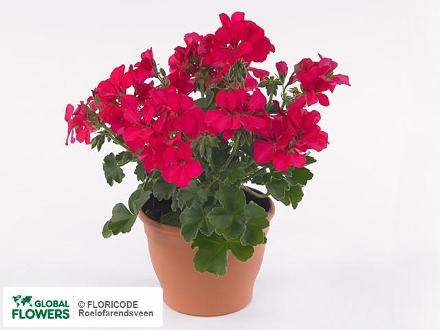 Фото вида Пеларгония "(Pelt X Zon Grp) Marcada Magenta".