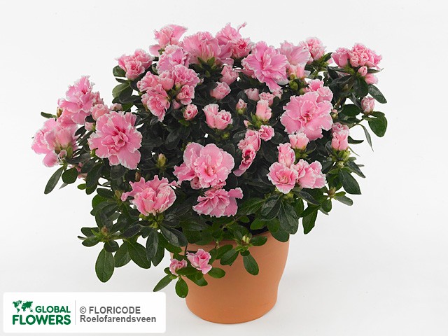 Photo Rhododendron (Simsii Grp) Hortinno Classic Bicolor | Global Flowers