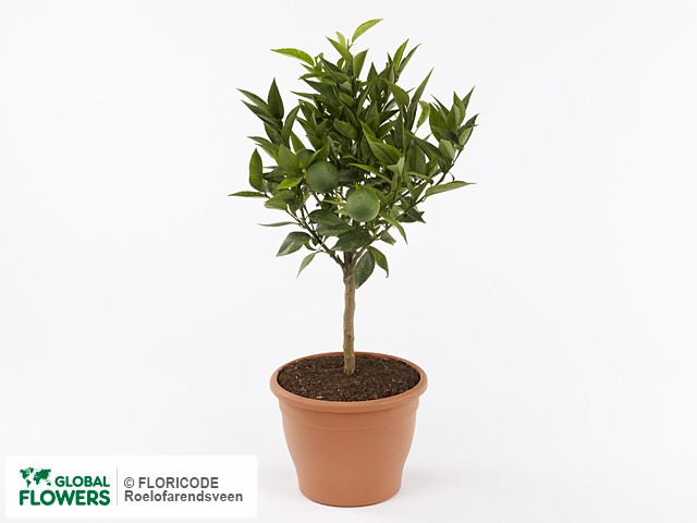 Фото вида Цитрус "Reticulata Clementine".