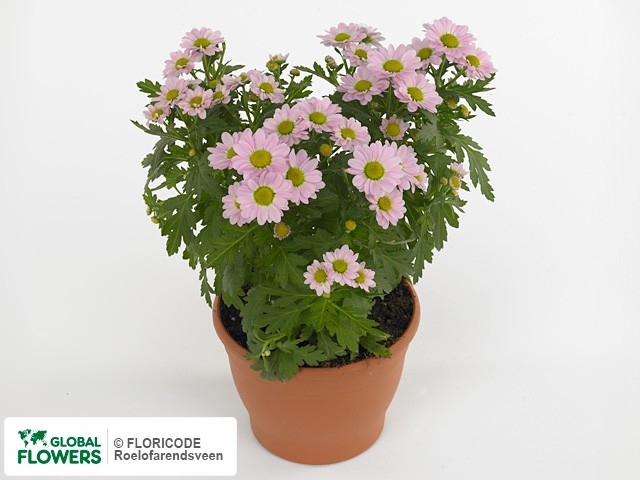 Photo Chrysanthemum (Indicum Grp) Pico Sancho.