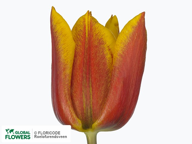 Photo Tulipa (Triumph Grp) 'Yoko's Dream'.