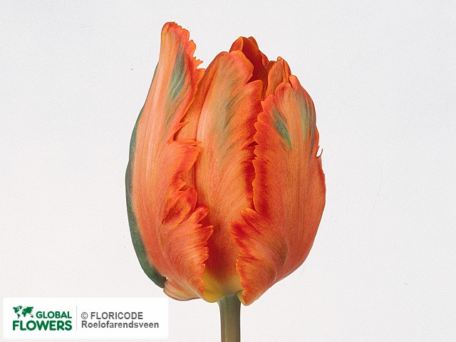 Photo Tulipa (Parrot Grp) 'Orange Favourite'.