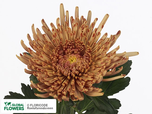 Photo Chrysanthemum (Indicum Grp) geplozen Aral Bronze.