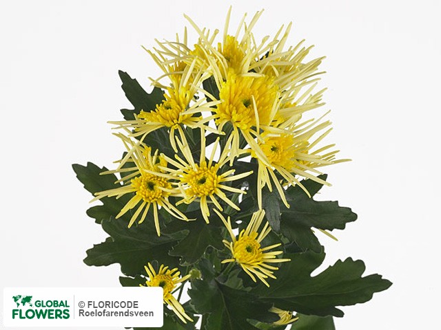 Photo Chrysanthemum (Indicum Grp) tros Vesuvio Yellow.